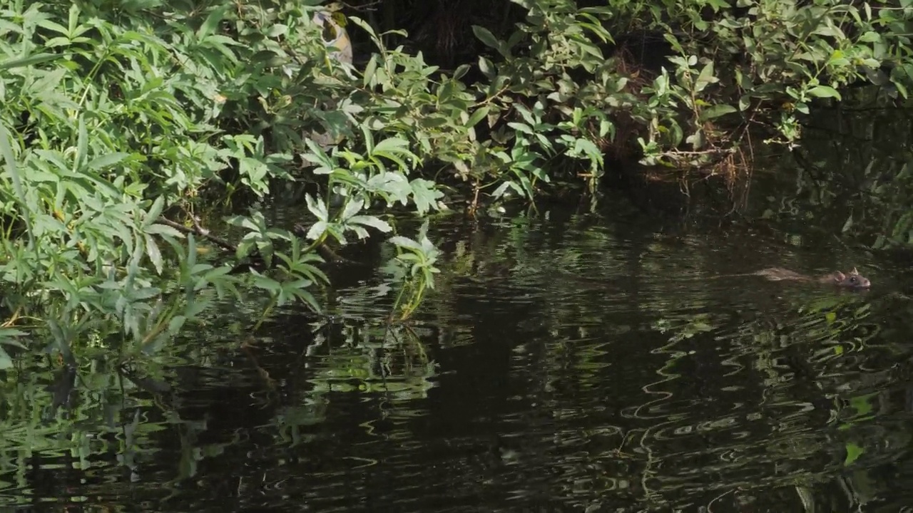 老鼠在池塘游泳圈，城市野生动物场景，跟踪镜头视频素材