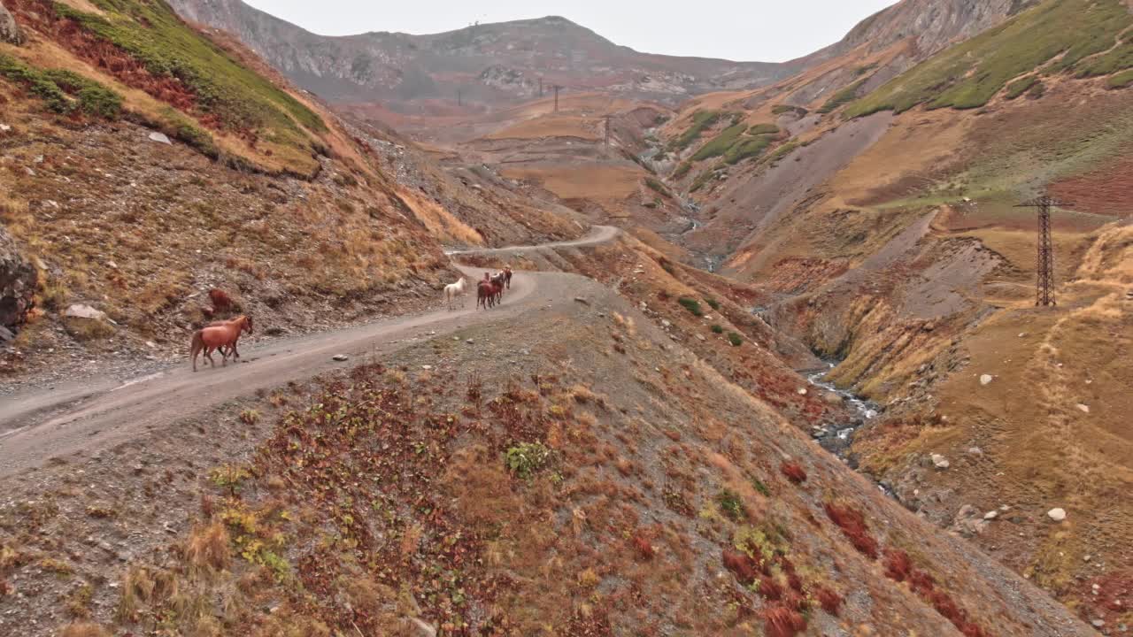 鸟瞰图，一群马在斜坡草地上吃草视频素材