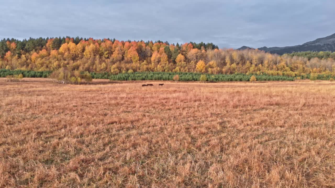 一群野马在山上奔驰视频素材