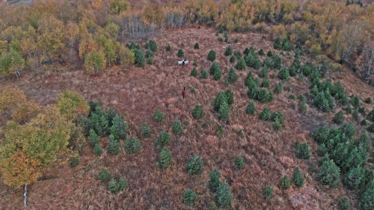 高加索山脉草地上美丽的野马视频素材