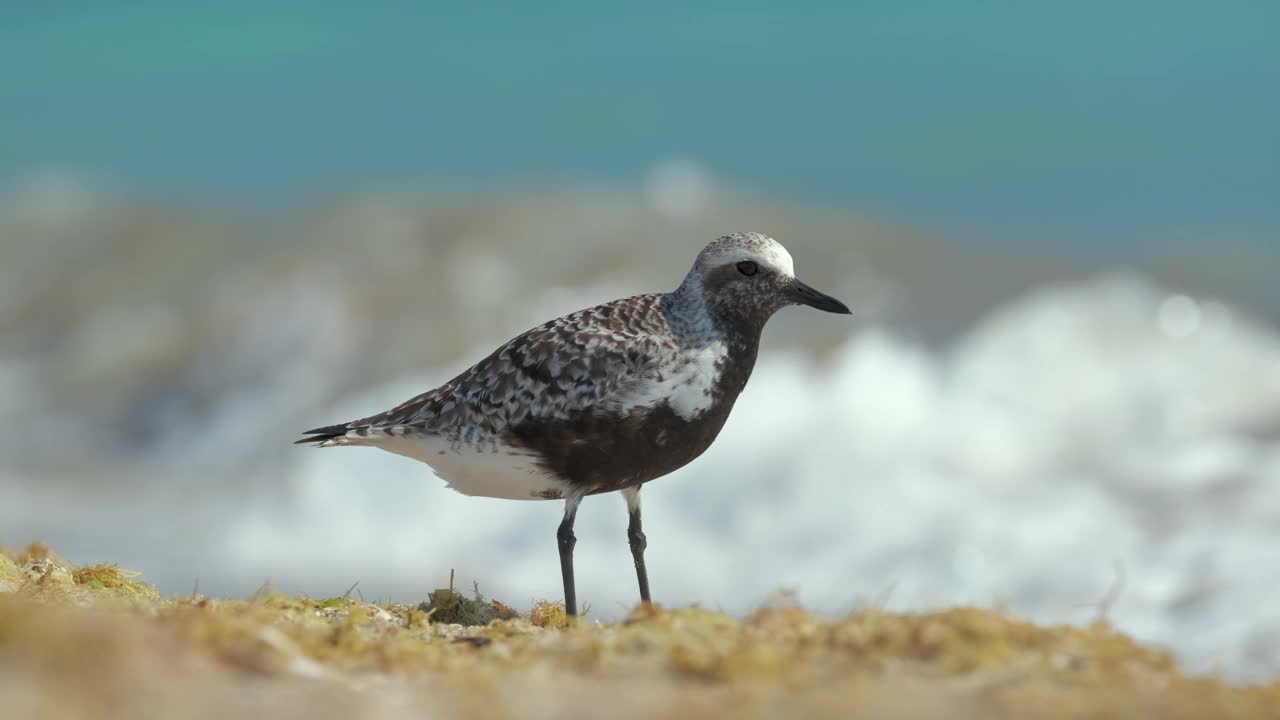 夏天在海边寻找食物的黑腹珩野生海鸟视频素材