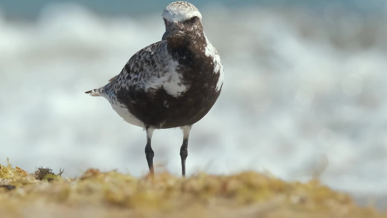 夏天在海边寻找食物的黑腹珩野生海鸟视频素材