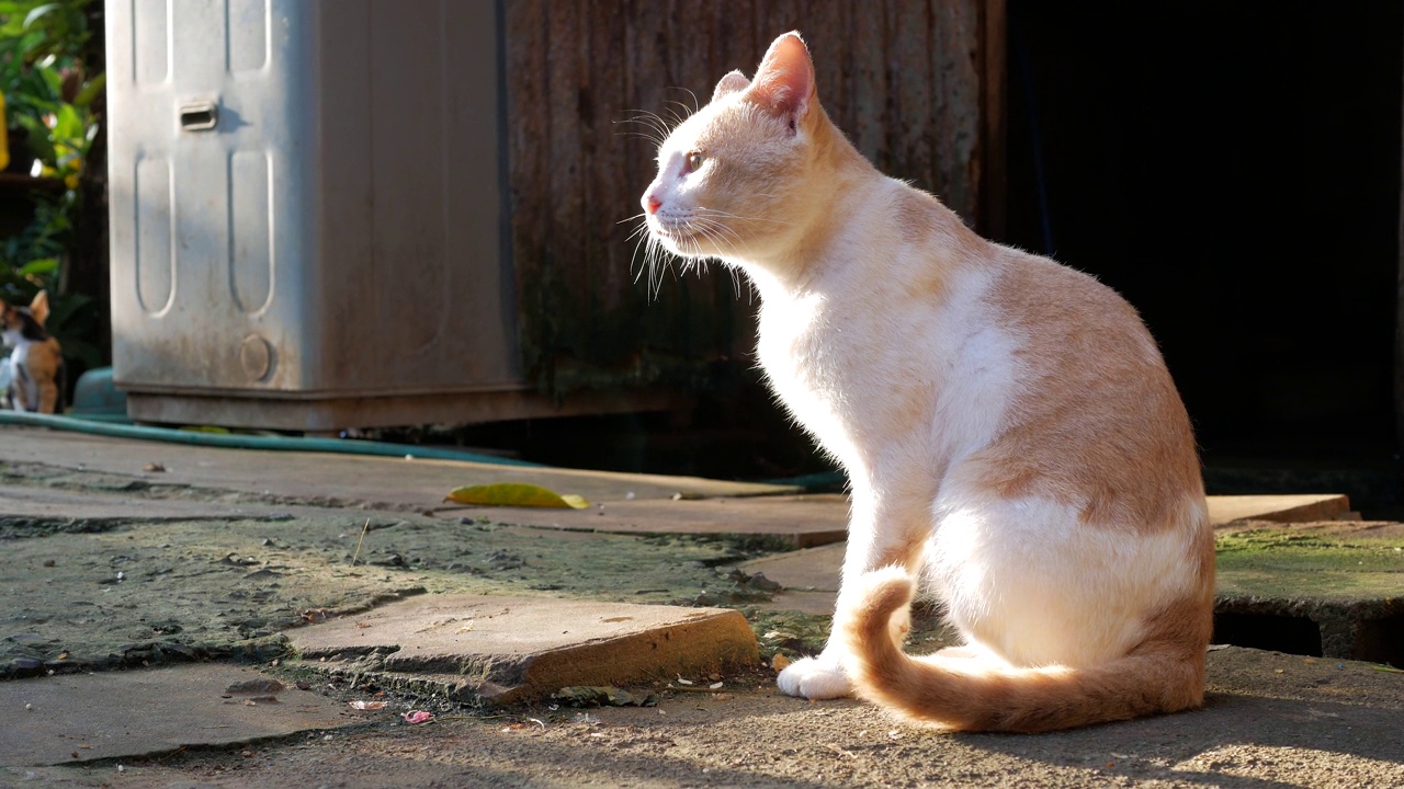 一只家养可爱的虎斑猫在阳光下坐在地板上看着视频素材