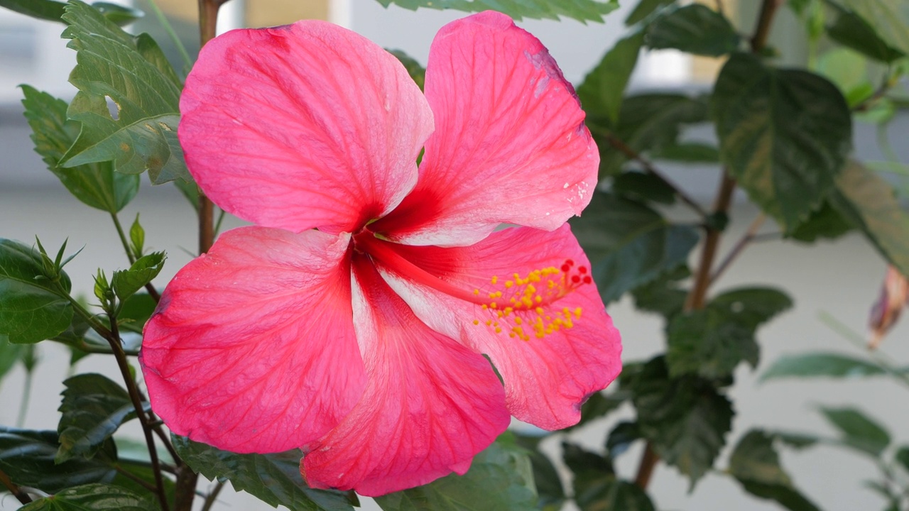 近距离观察花园里一朵粉红色的芙蓉花视频素材