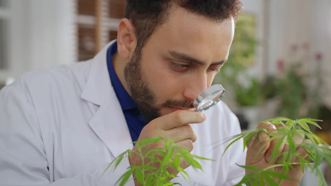 男性科学家在大麻或大麻植物农场实验室工作，在实验室分析和开发技术、医疗、保健、研究概念方面的产品。实验。视频素材