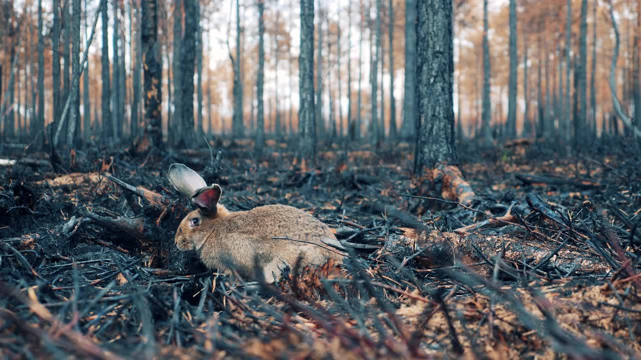 一只兔子在烧毁的树林中间视频素材