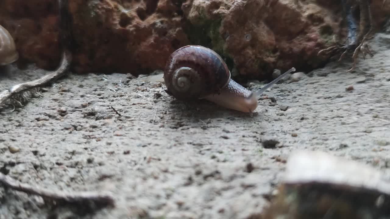 雨后蜗牛在湿石头上爬行。蜗牛在天然石头的背景下爬行，微距摄影视频素材