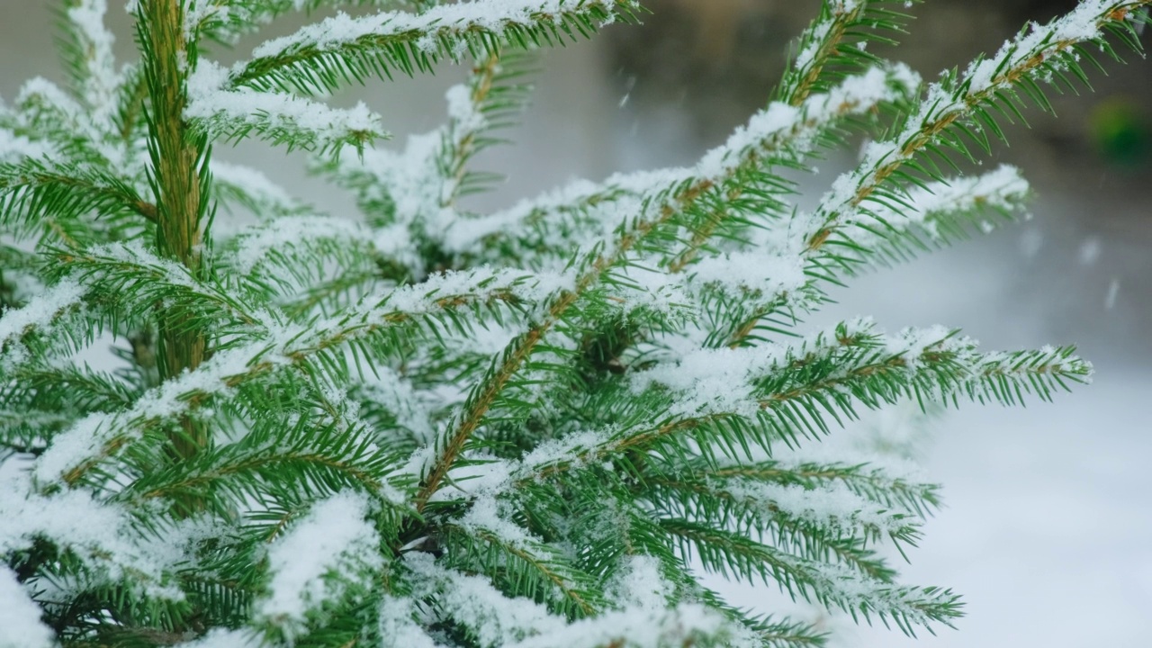 常绿冷杉生长在冬季雪天的森林里视频素材