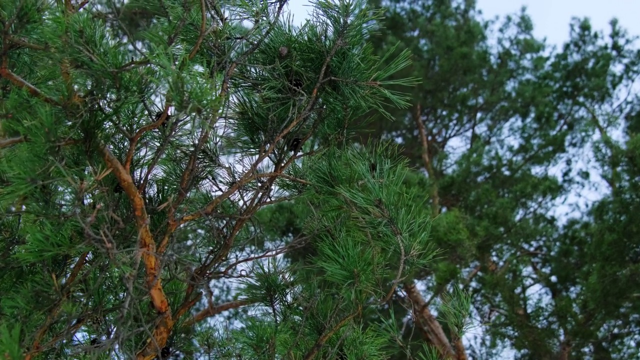 在冬季森林中生长的茂密的针叶树树枝视频素材