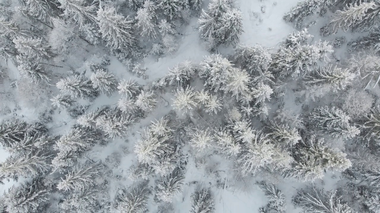 从上到下的冬季森林，云杉树被雪覆盖视频素材