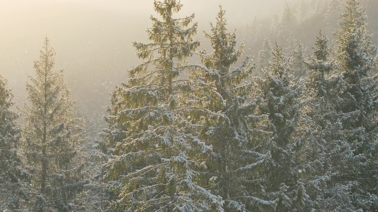 美丽的景色与雪落在冬季云杉林视频素材