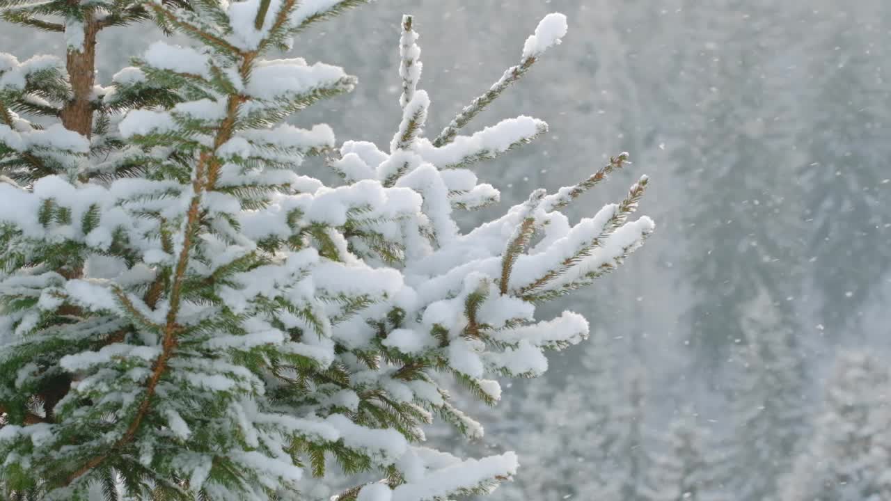 美丽的冬季景色，雪落在冷杉树枝特写视频素材