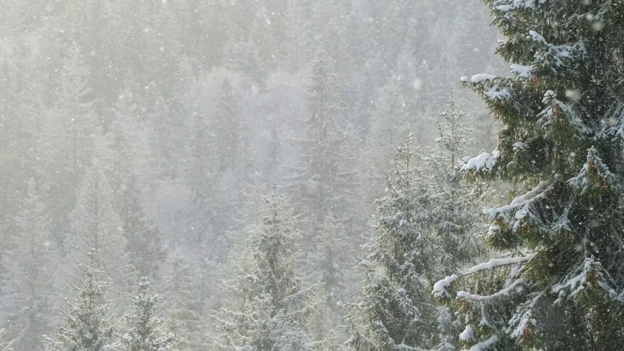 美丽的冬季景色，雪慢慢落在冷杉树林视频素材