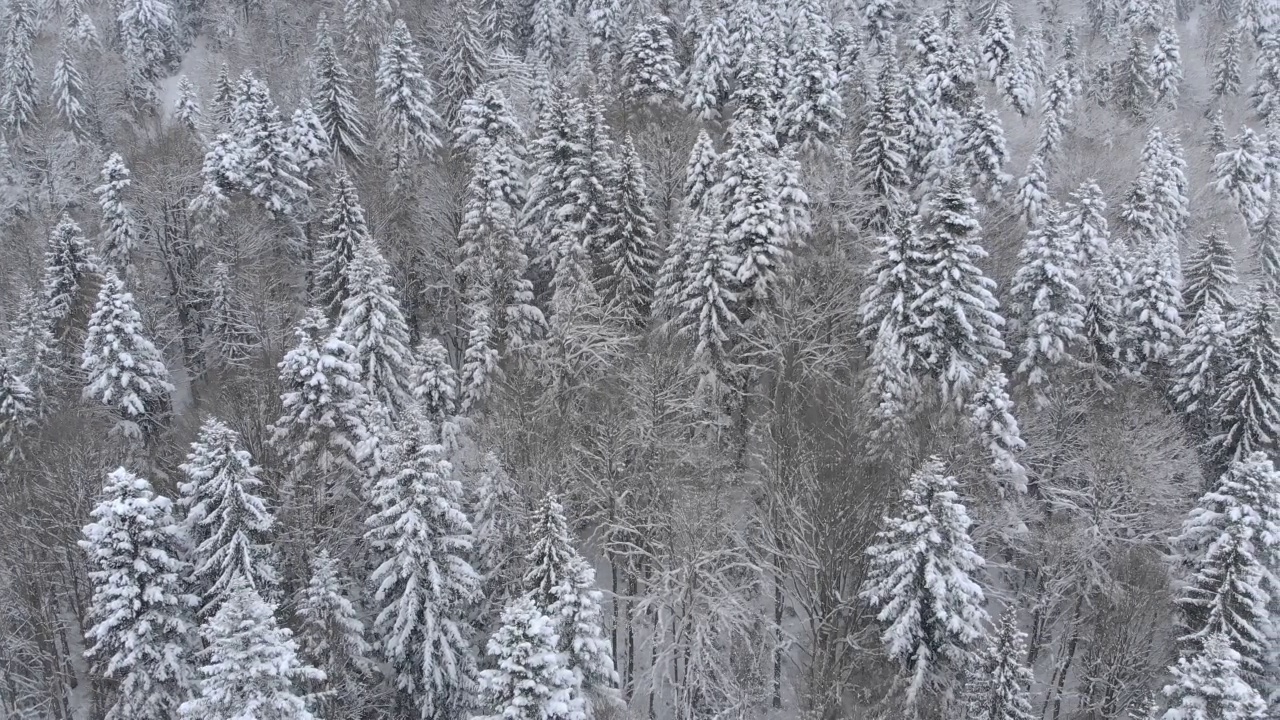 冬季降雪后的冬季森林的无人机镜头视频素材