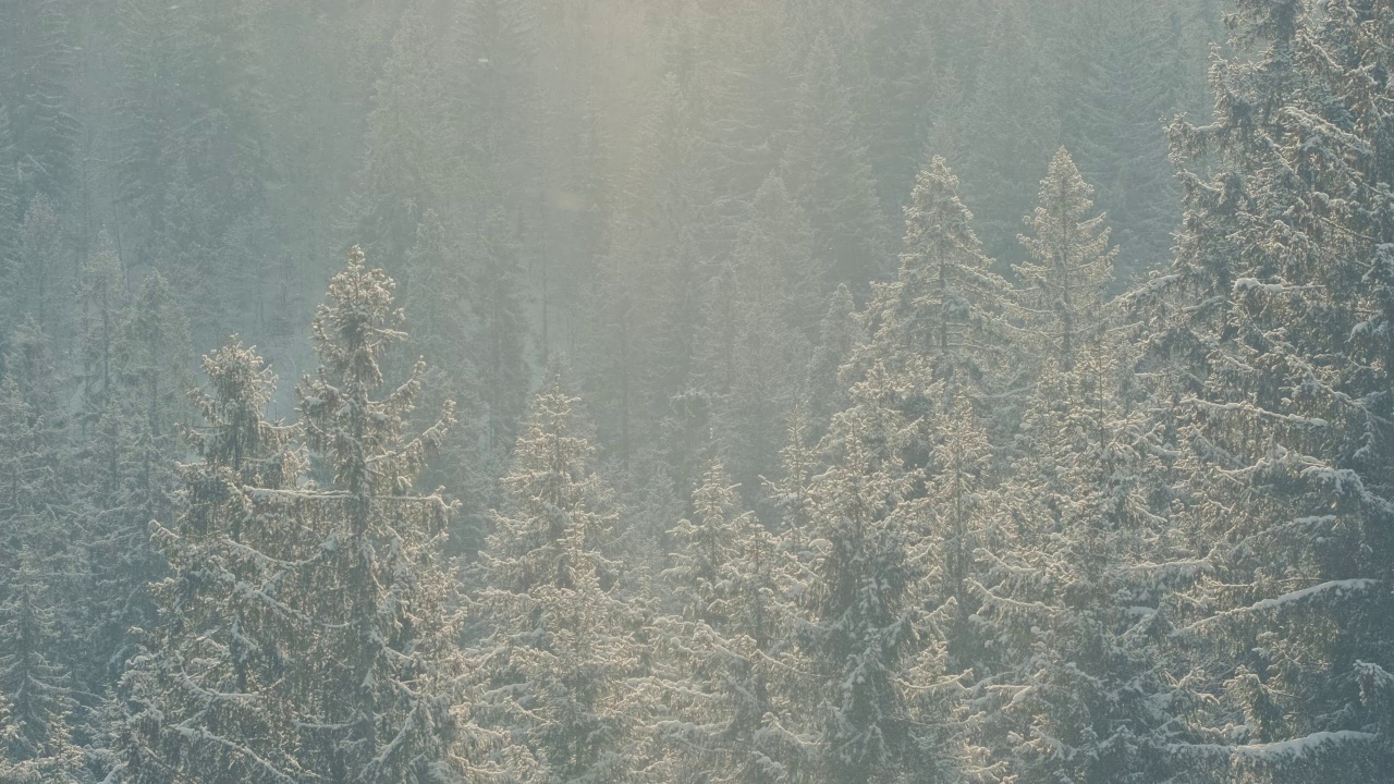 美丽的冬季景色，雪慢慢落在冷杉树林视频素材