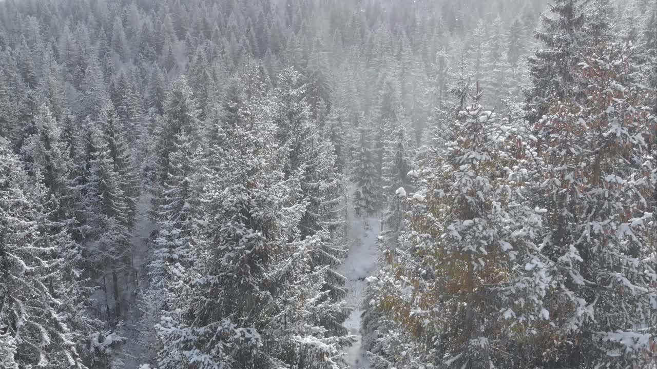 冬季森林的空中景观，云杉树被雪覆盖视频素材