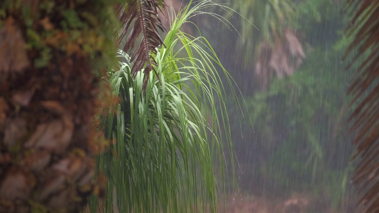 在温暖潮湿的佛罗里达气候中，热带阵雨落在绿色的棕榈树上。夏季雨季的雨天视频素材