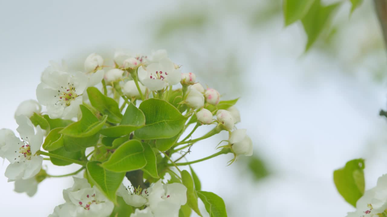 樱花开在梨树的树枝上。美丽的阳光明媚的春天盛开的梨园。关闭了。视频素材