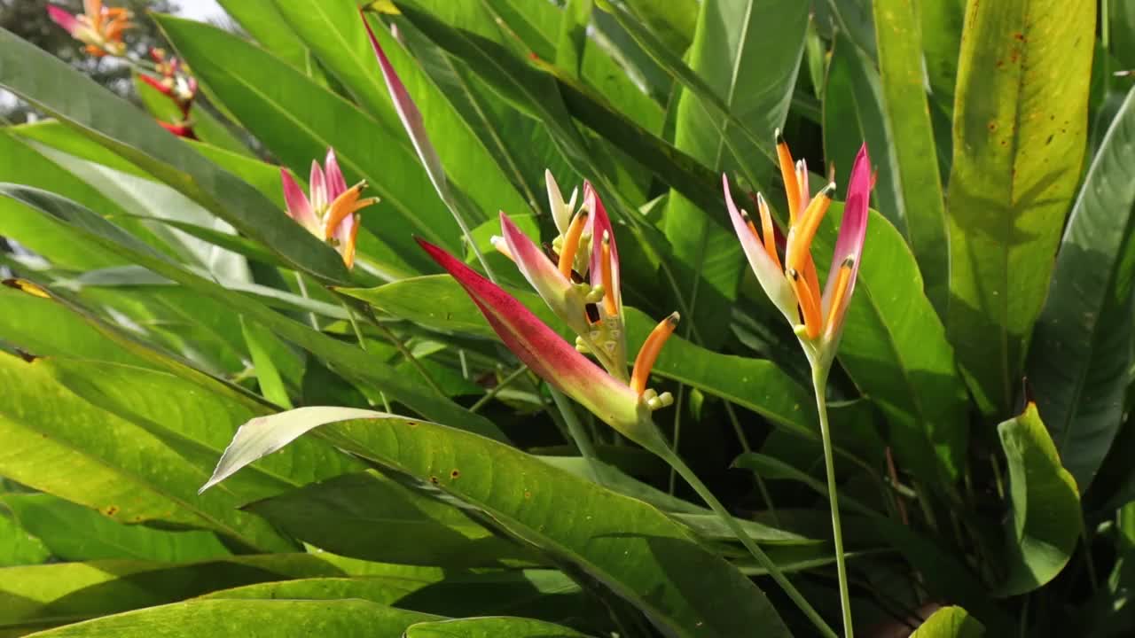 天堂鸟植物和花卉视频素材