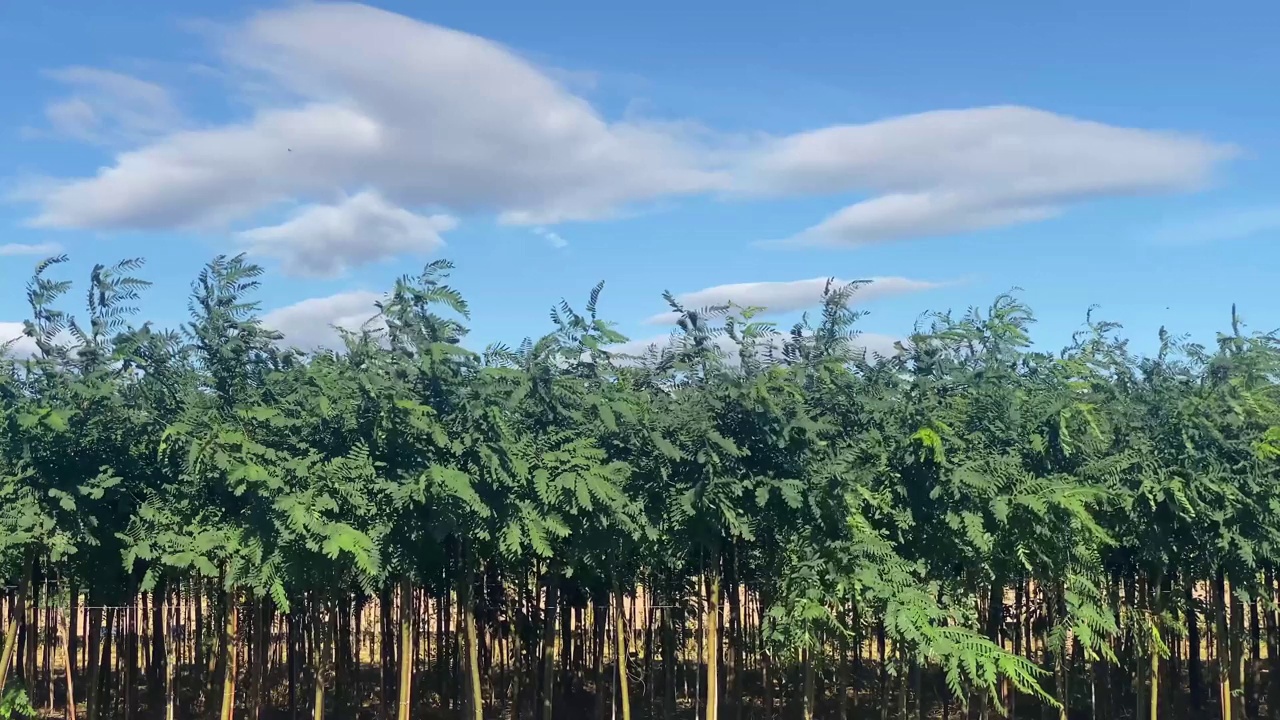 在本地果园种植视频素材