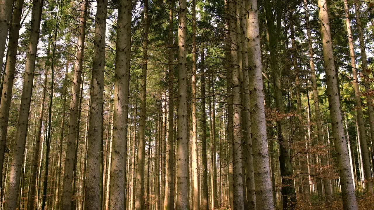 松树生长在森林里。有选择性的重点。大自然。视频素材