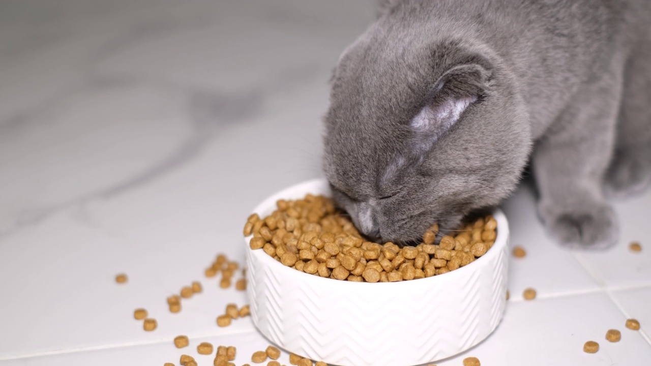 可爱的毛茸茸的猫吃她的碗。满满一碗干猫粮。饥饿的猫。视频素材