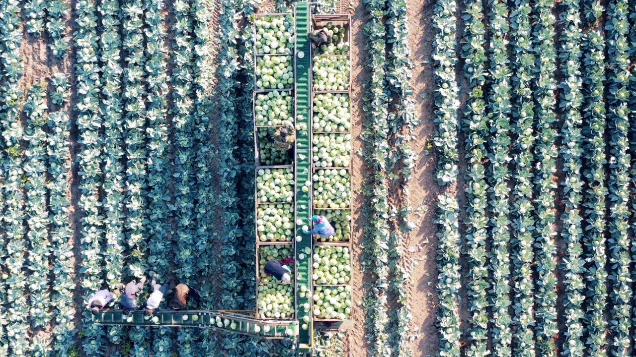 用于收集卷心菜的收割机输送机的俯视图视频素材