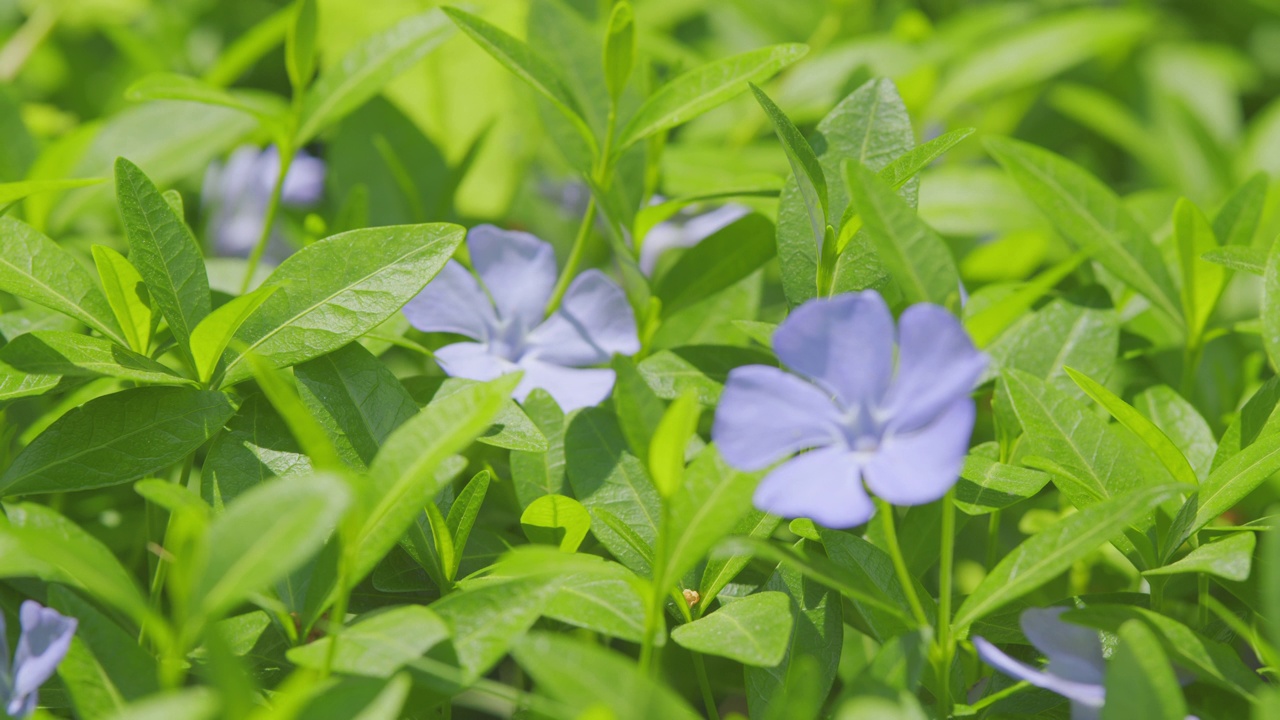 春天的概念。小长春花俗称小长春花或矮长春花。关闭了。视频素材