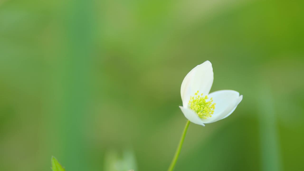 迎风花银莲花在风中轻轻移动。毛茛科毛茛科早春开花植物。关闭了。视频素材