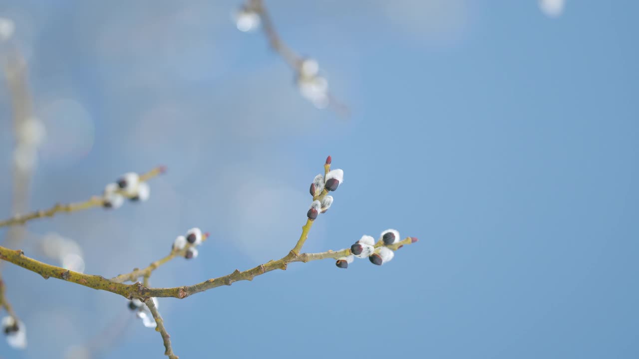 复活节柳枝冰封。春天的大自然。春天来了。散景。视频素材