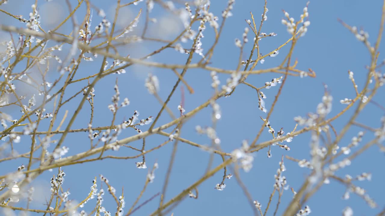 毛绒绒的柳树花蕾被冰雪覆盖，绽放。背景是蓝天。散景。视频素材