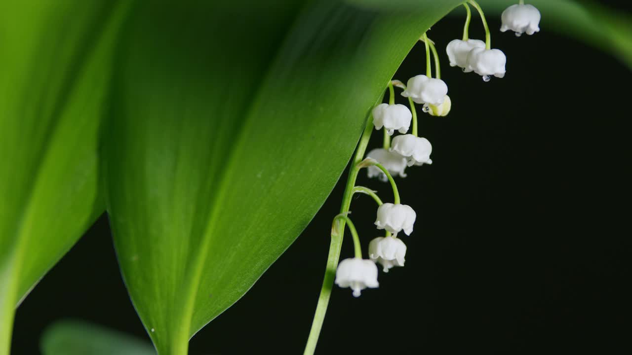 铃兰属马贾利。白百合的山谷花和嫩绿的叶子。倾斜。视频素材