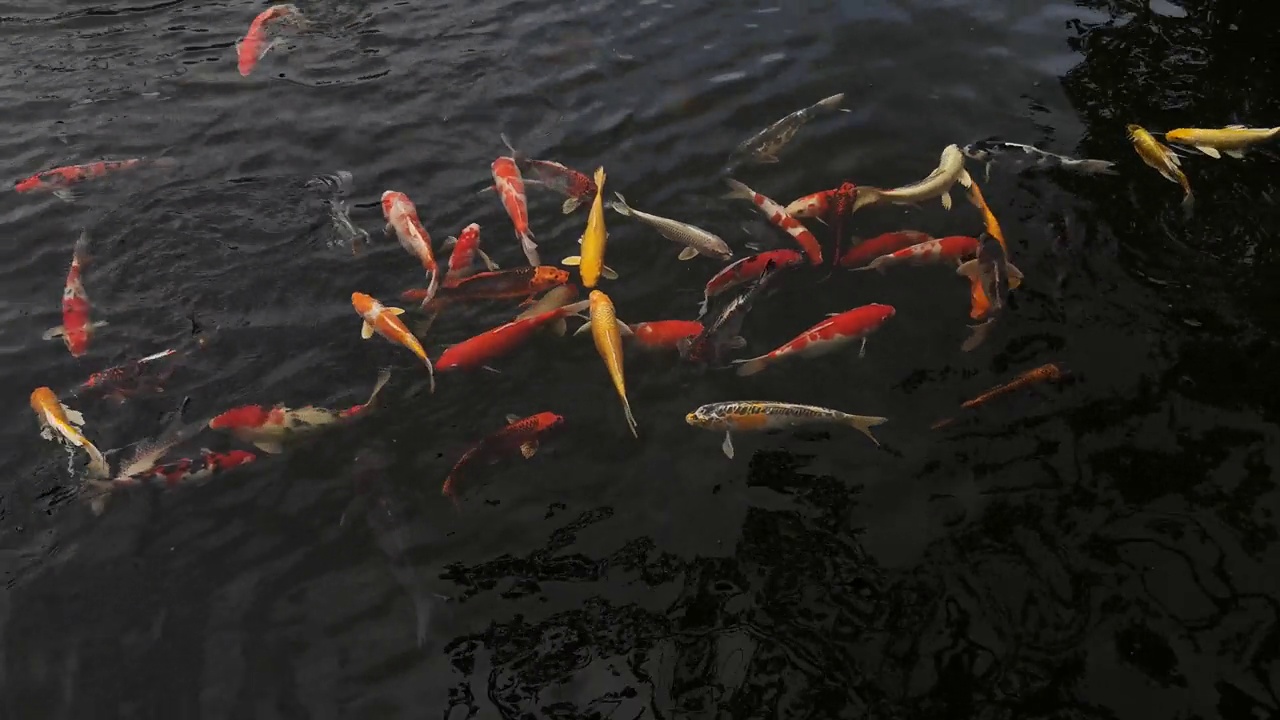 一群鲤鱼在湖里游泳视频素材