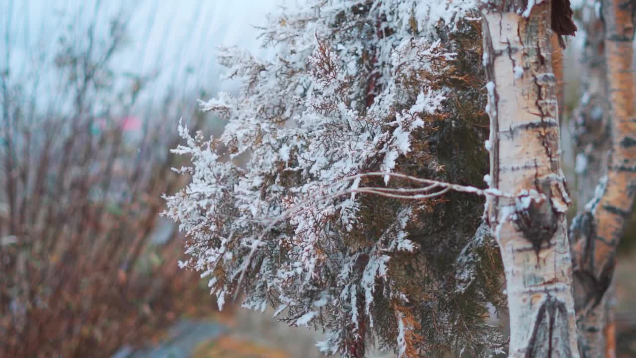 在印度喜马偕尔邦的西苏，冬季降雪后，杜松树树叶上的雪的特写镜头。拉胡尔斯皮蒂地区的杜松树和灌木被雪覆盖。视频素材