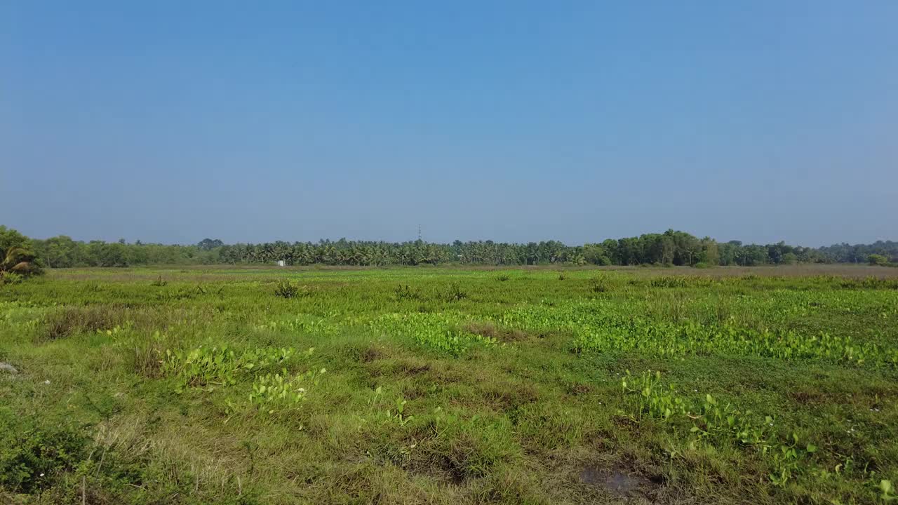 喀拉拉邦特里凡得琅的Punchakkari湿地和观鸟区视频素材