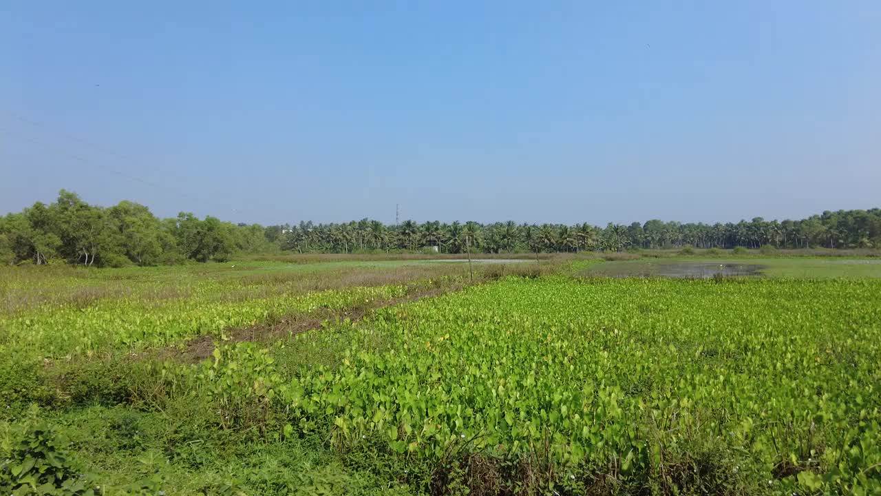 喀拉拉邦特里凡得琅的Punchakkari湿地和观鸟区视频素材