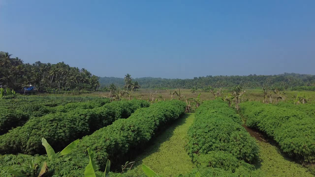 喀拉拉邦特里凡得琅的Punchakkari湿地和农田视频素材