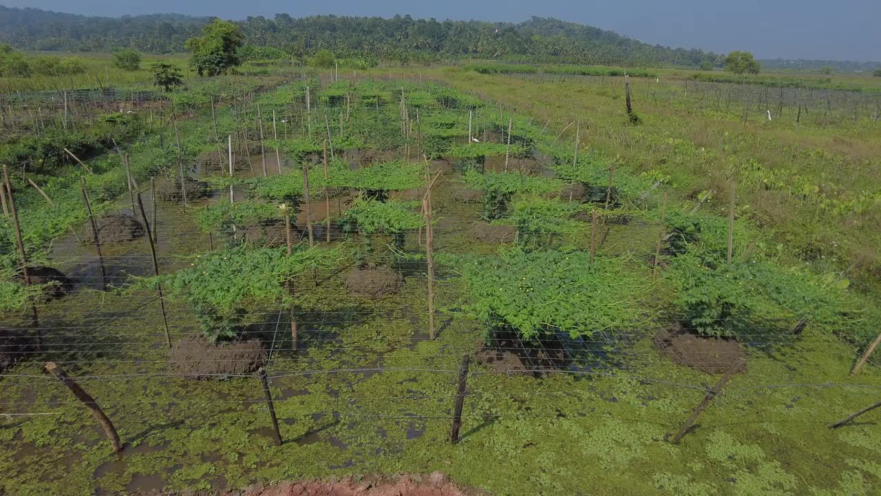 喀拉拉邦特里凡得琅的Punchakkari湿地和农田视频素材