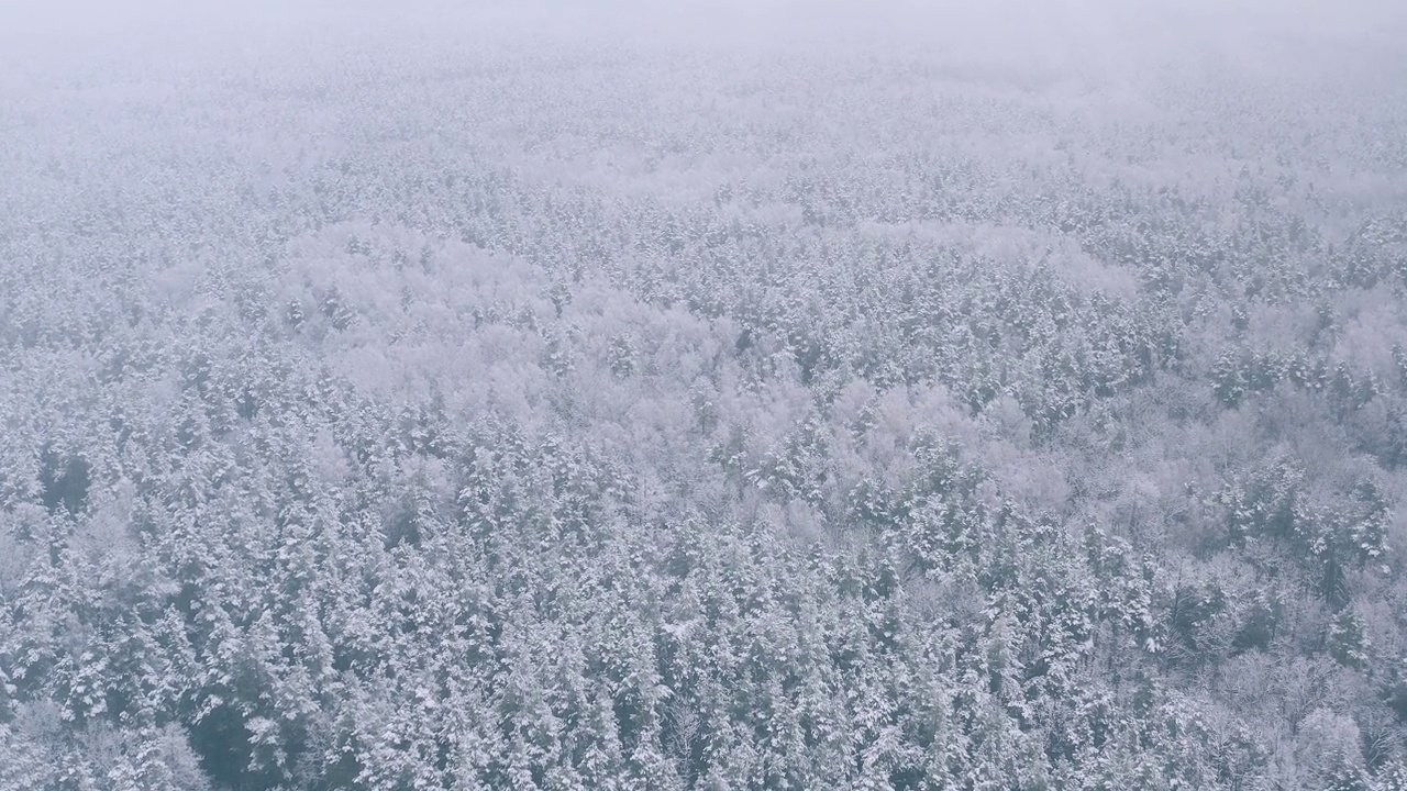 4K美丽的白雪森林在冬天的霜冻日。鸟瞰飞行在惊人的松树林。景观。公园森林的风景。冬季霜冻森林的自然高架视图。雪针叶林视频素材