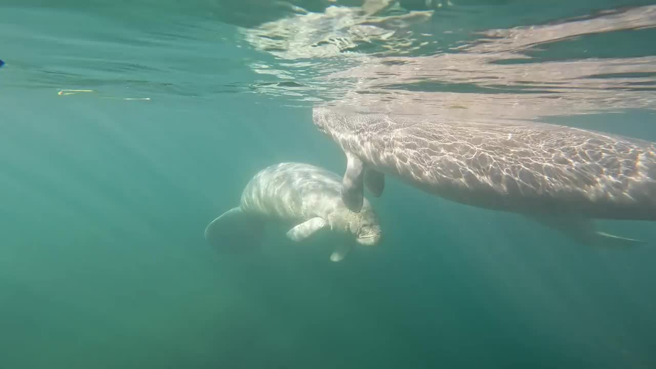 海牛视频素材