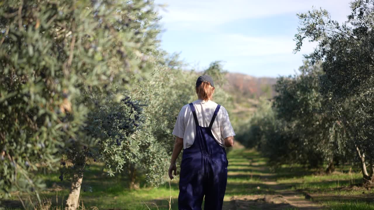 女人从树上摘橄榄视频素材