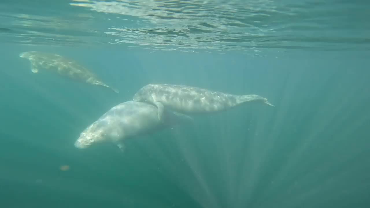 海牛视频素材