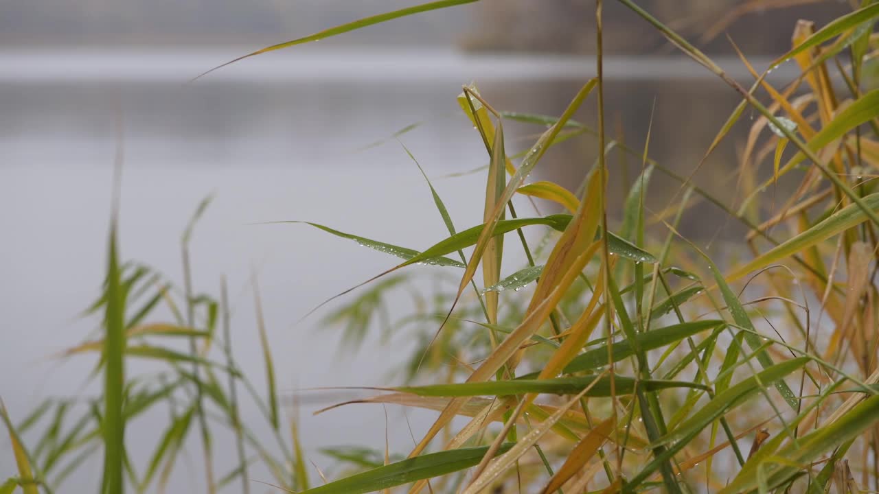 芦苇上雨滴的特写。视频素材