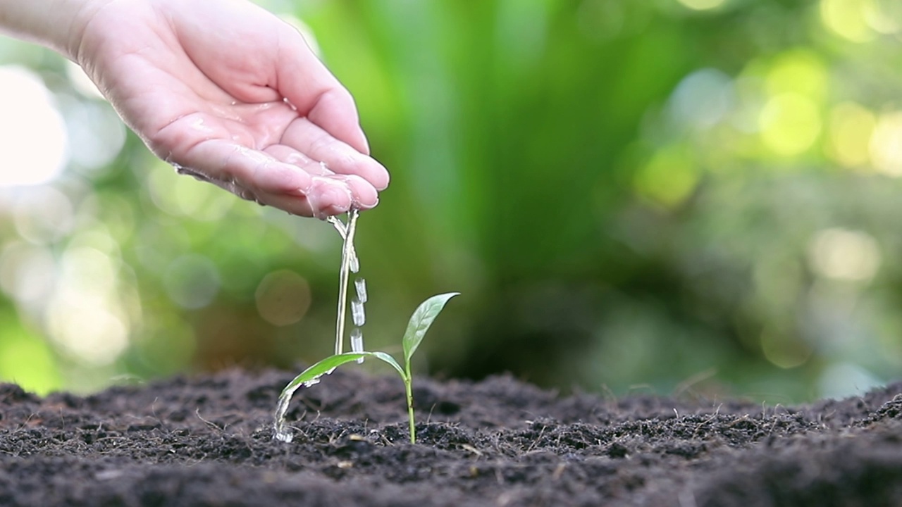 用手浇灌幼苗。植物维护和灌溉在肥沃土壤上生长的幼苗。关爱新生命。全高清。视频素材