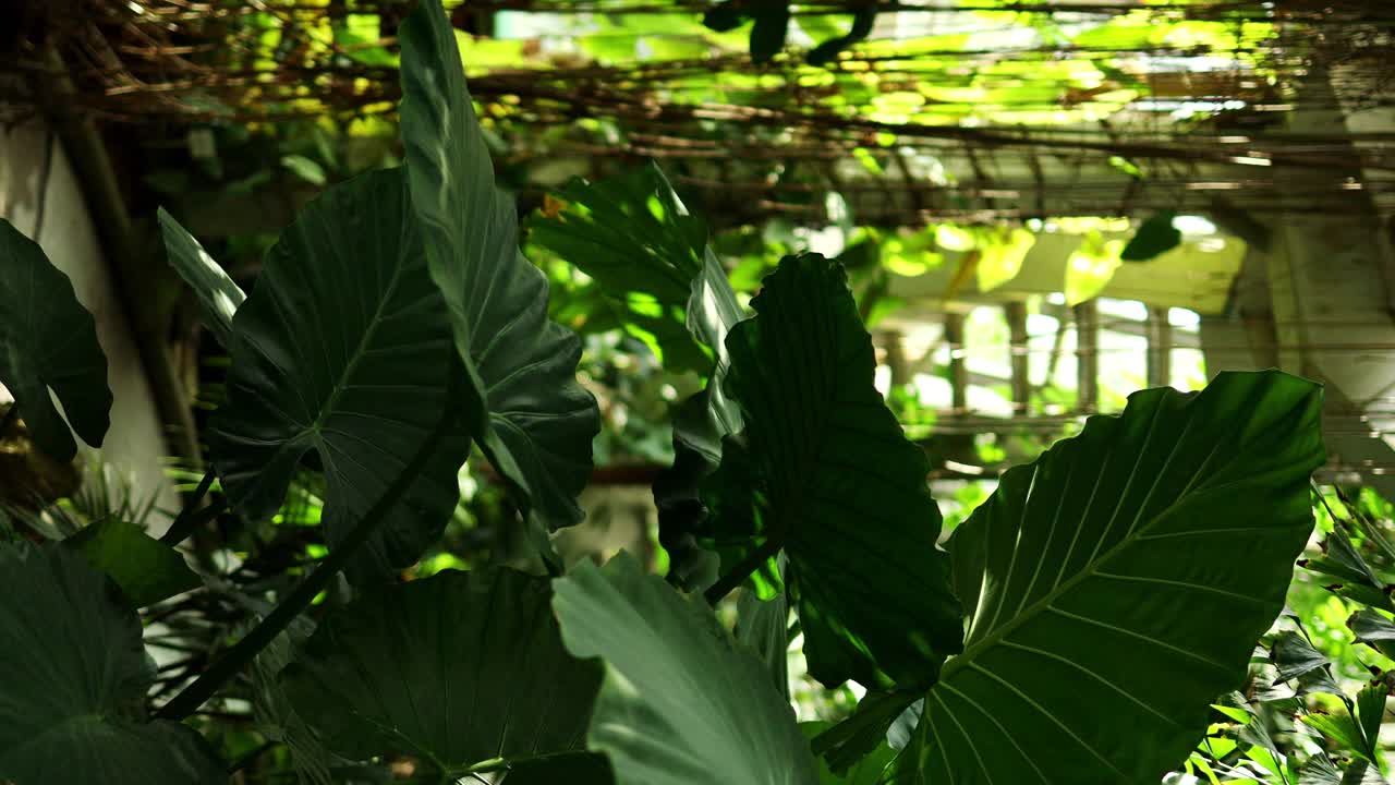 在阳光明媚的日子里，温室里生长着美丽的热带植物。植物园背景。视频素材