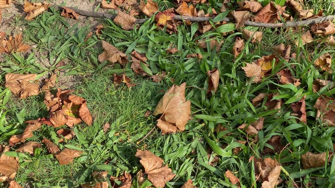 初秋，绿草上枯叶视频素材