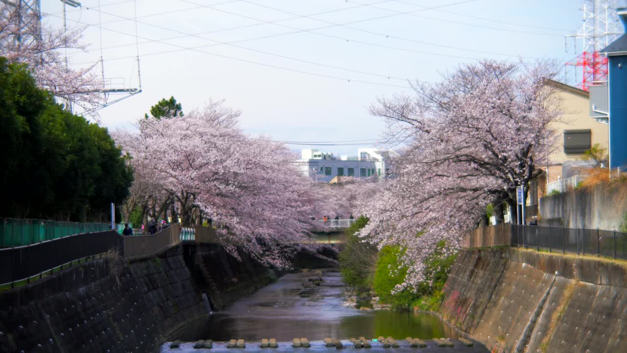 水路与樱花视频素材