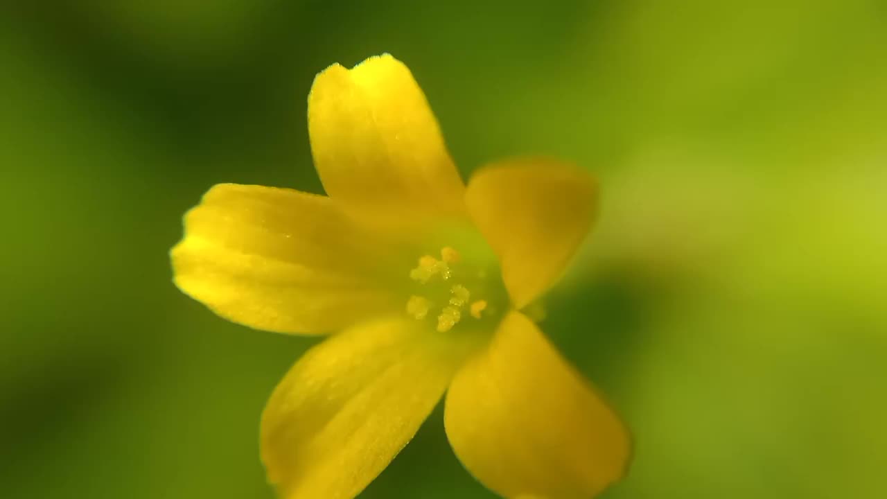 大黄色花瓣马尾莲)视频素材