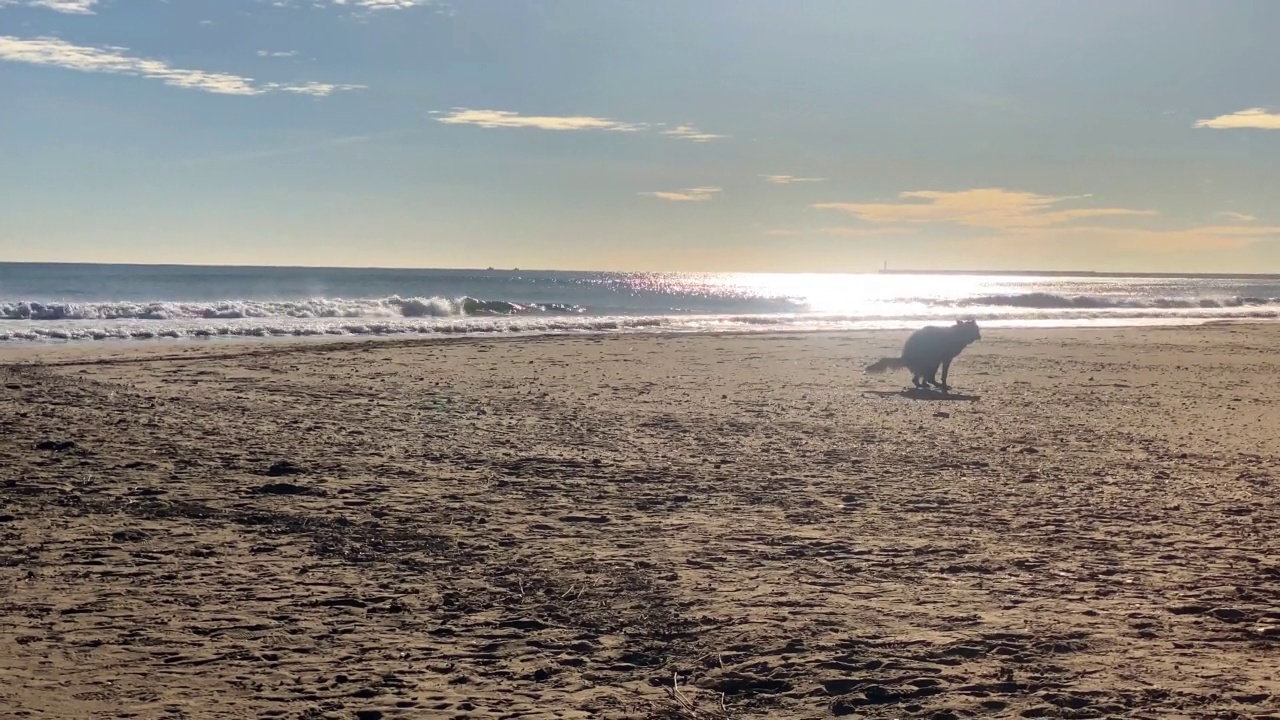 狗在海滩上拉屎视频素材