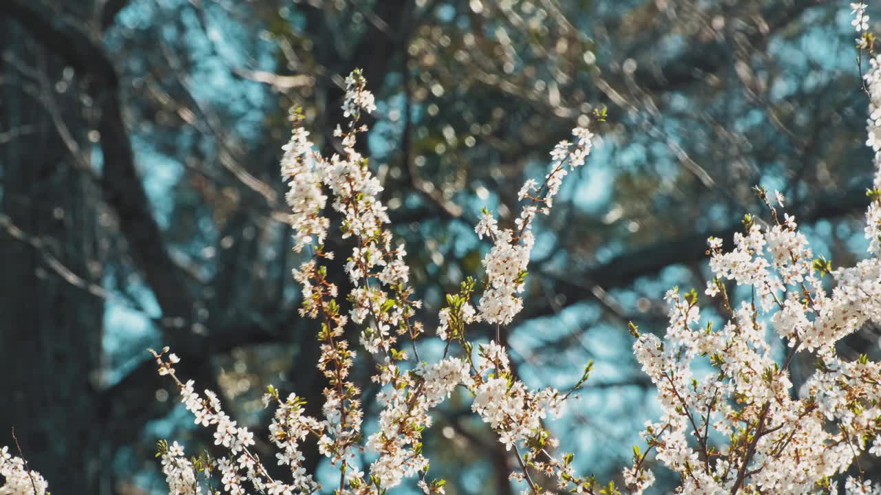 美丽的盛开的白苹果梅树花开花视频素材